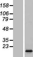 HIST1H2AC Protein (Over-Expression Lysate Myc-DDK (Flag))