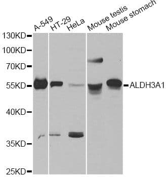 ALDH3A1 Antibody