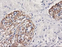 PDLIM2 / SLIM Antibody (clone OTI1D12)