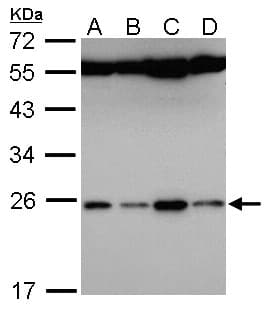 FAM9B Antibody (aa1-186)