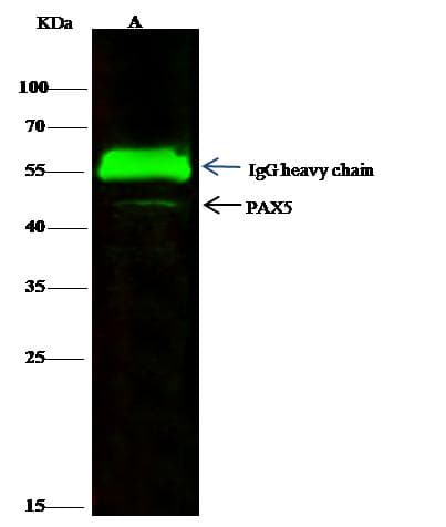 PAX5 Antibody (Preservative Free)