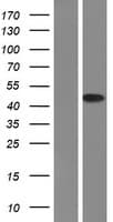 NFKBIA / IKB Alpha / IKBA Protein (Over-Expression Lysate Myc-DDK (Flag))