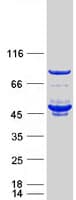 Human FKBPL Protein (Recombinant Myc-DDK (Flag))