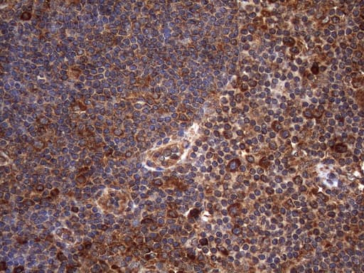 NARS2 Antibody (clone OTI5A9)