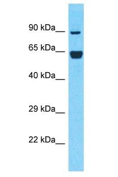 NFE2L2 / NRF2 Antibody (aa296-345)