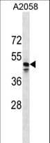 MRGPRF Antibody (aa280-307)