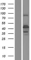 HAUS4 Protein (Over-Expression Lysate Myc-DDK (Flag))