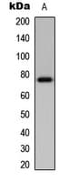 IHC-plus™ ETK / BMX Antibody (N-Terminus)