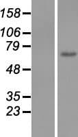 EGFL6 Protein (Over-Expression Lysate Myc-DDK (Flag))