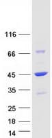 Human DNAJB4 Protein (Recombinant Myc-DDK (Flag))