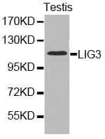 LIG3 / DNA Ligase III Antibody