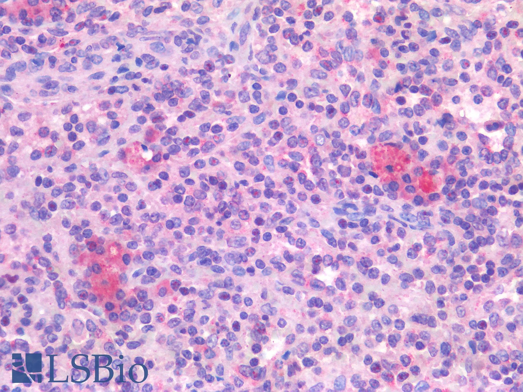 IHC-plus™ TNF Alpha Antibody