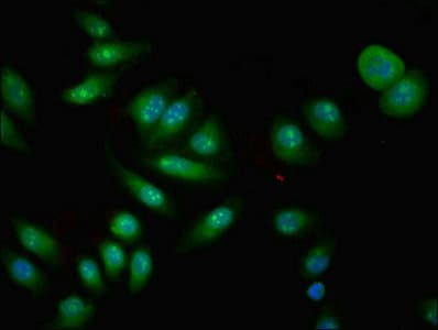 CPNE4 Antibody