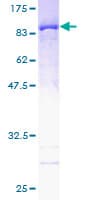 Human PPIL2 / CYP60 Protein (Recombinant GST)