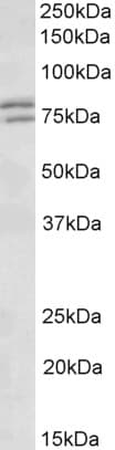 Polyclonal Goat anti-Human FXR1 Antibody (aa317-330, IF, WB)