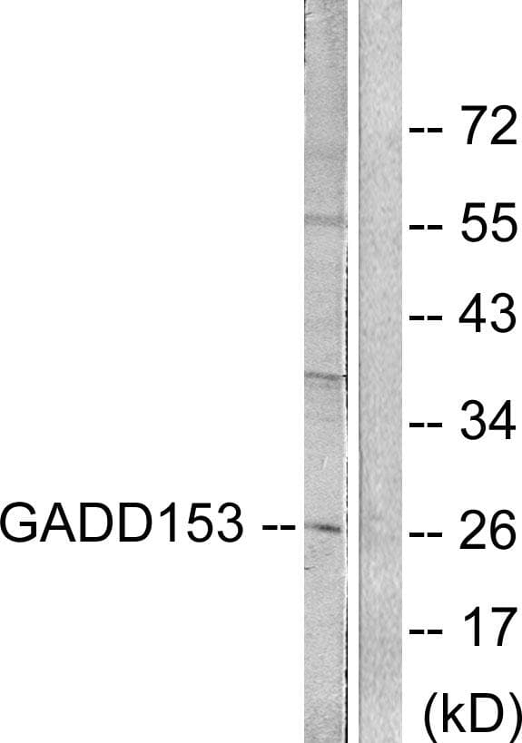 DDIT3 / CHOP Antibody