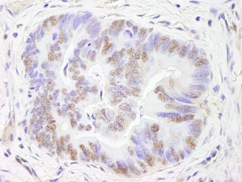 FOXM1 Antibody (aa713-763)