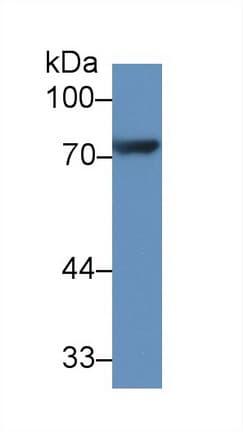 CX3CL1 / Fractalkine Antibody (aa81-337)