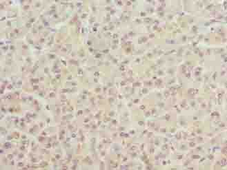 TMEM205 Antibody
