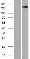 Human LTBP3 / LTBP-3 Protein (Over-Expression Lysate Myc-DDK (Flag))