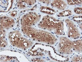 DUSP23 Antibody (clone OTI3C10)