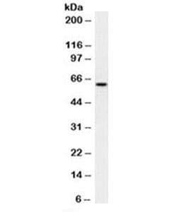 Mitochondria Antibody (clone MTC02, Azide-free, BSA-free)