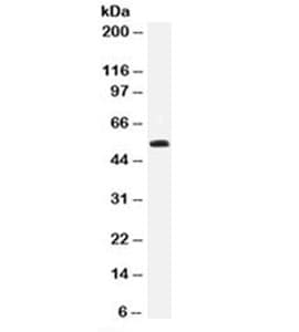 TP53 / p53 Antibody (clone DO-7, Azide-free, BSA-free)