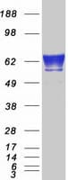 Human FKBP10 / FKBP65 Protein (Recombinant Myc-DDK (Flag))