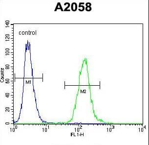 DCAF4L2 Antibody (aa1-30)