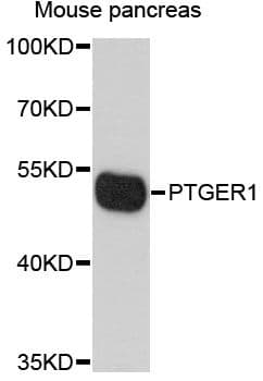 PTGER1 / EP1 Antibody