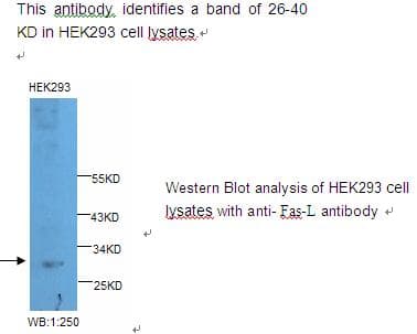 FASLG / Fas Ligand Antibody