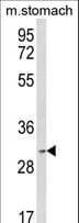 Polyclonal Rabbit anti-Human SRSF2 / SC35 Antibody (aa76-105, WB)