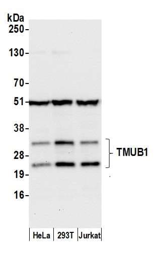 Polyclonal Rabbit anti-Human TMUB1 Antibody (aa50-100, WB)