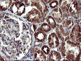 COX6C Antibody (clone OTI4A5)
