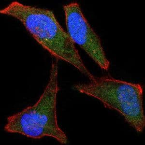 BPIFB1 Antibody (clone 2A5)