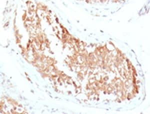 ALDH1A1 / ALDH1 Antibody (clone AHDH1-1)