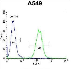 IHC-plus™ Polyclonal Rabbit anti-Human Vimentin Antibody (IHC, IF, WB)