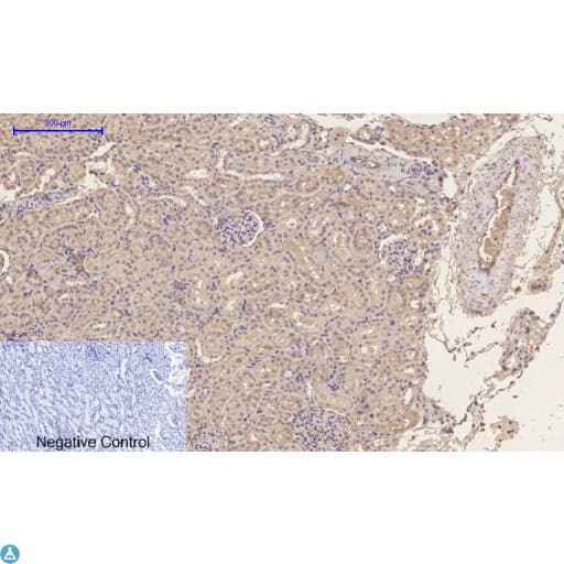 EP300 / p300 Antibody