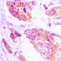 ANO7 / TMEM16G / NGEP Antibody (C-Terminus)