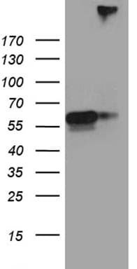 SEMA3G / Semaphorin 3G Antibody (aa569-782, clone OTI8E10, Carrier-free)