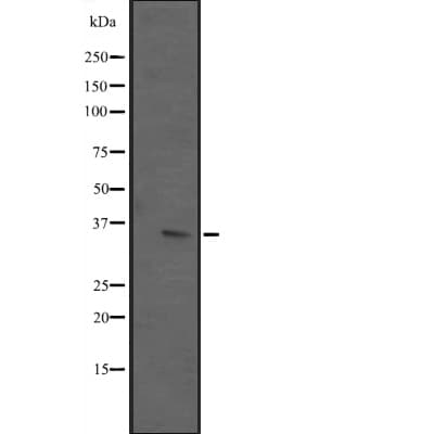ING2 Antibody
