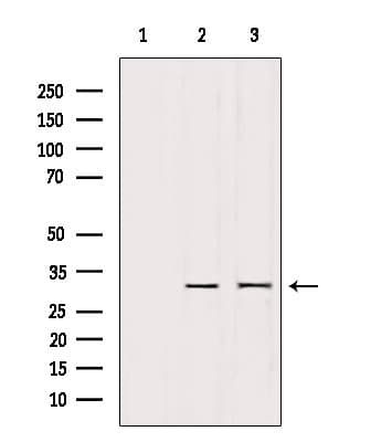 Securin / PTTG1 Antibody