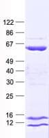 Human CCDC65 Protein (Recombinant His, N-Terminal)