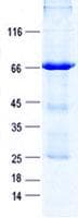Human KRT34 / Keratin 34 / KRTHA4 Protein (Recombinant GST, N-terminus + His, C-terminus)