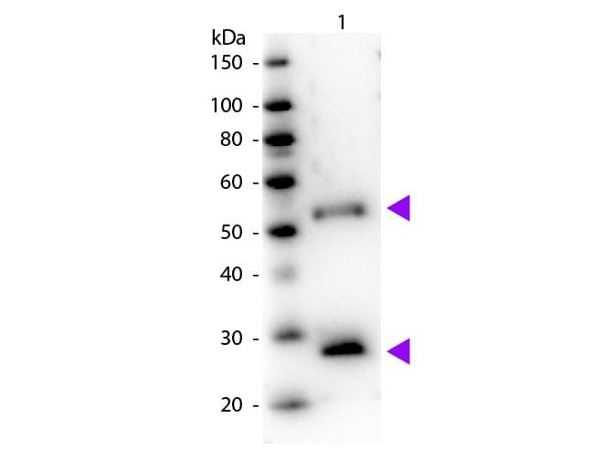 Donkey Anti-Mouse IgG Secondary Antibody (HRP)