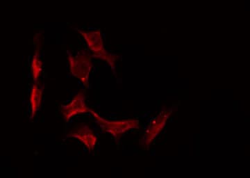 OR5V1 Antibody