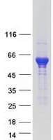 Human IRGC1 / CINEMA Protein (Recombinant Myc-DDK (Flag))