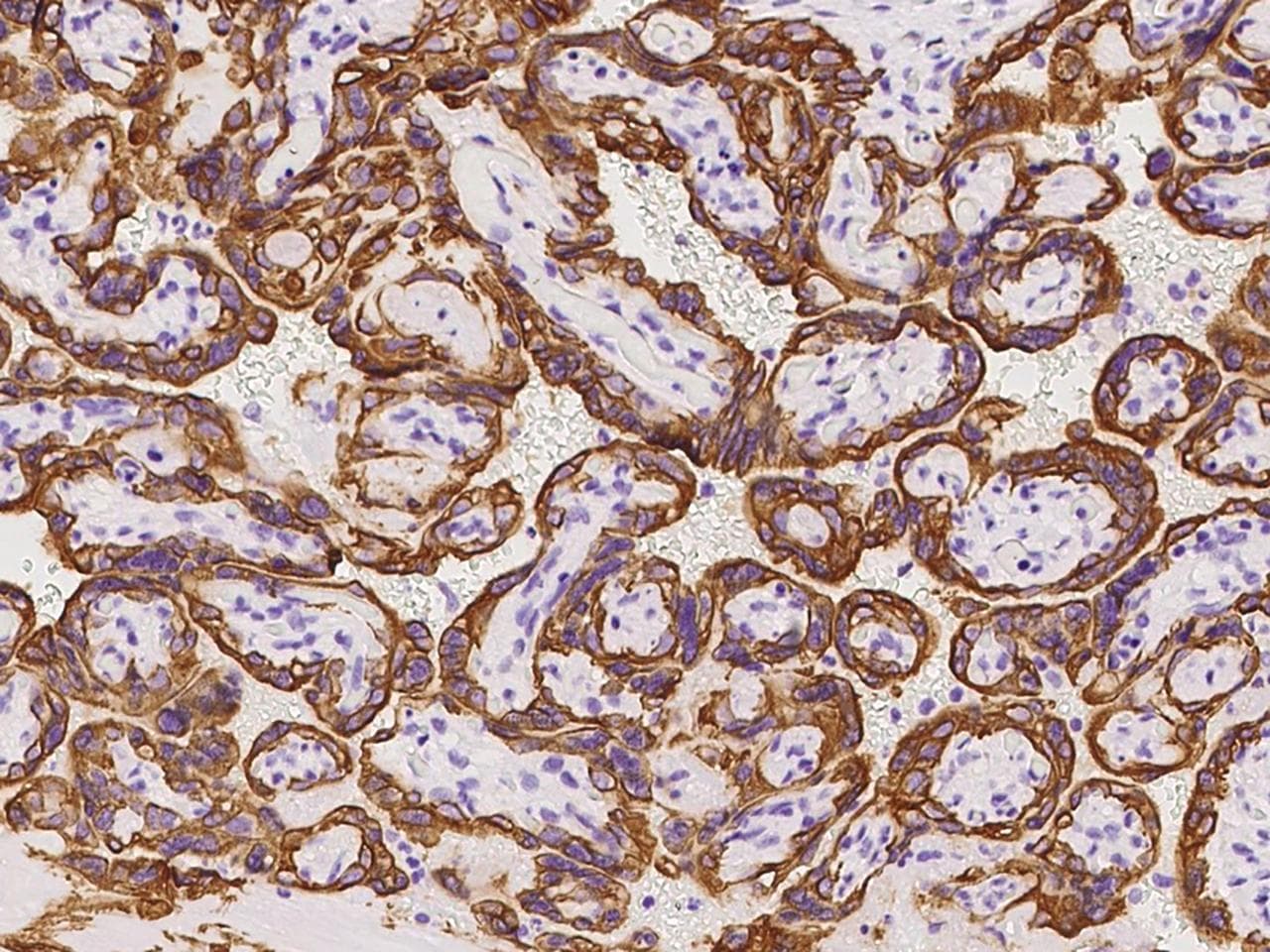 OLAH Antibody