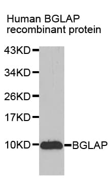 Osteocalcin Antibody (AP)