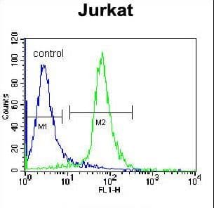 COAA / RBM14 Antibody (aa563-594)